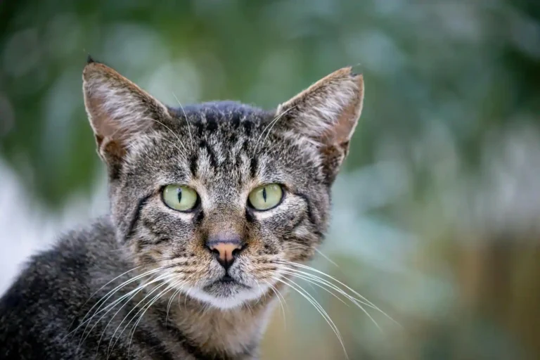 Communication féline : décoder le langage de votre chat