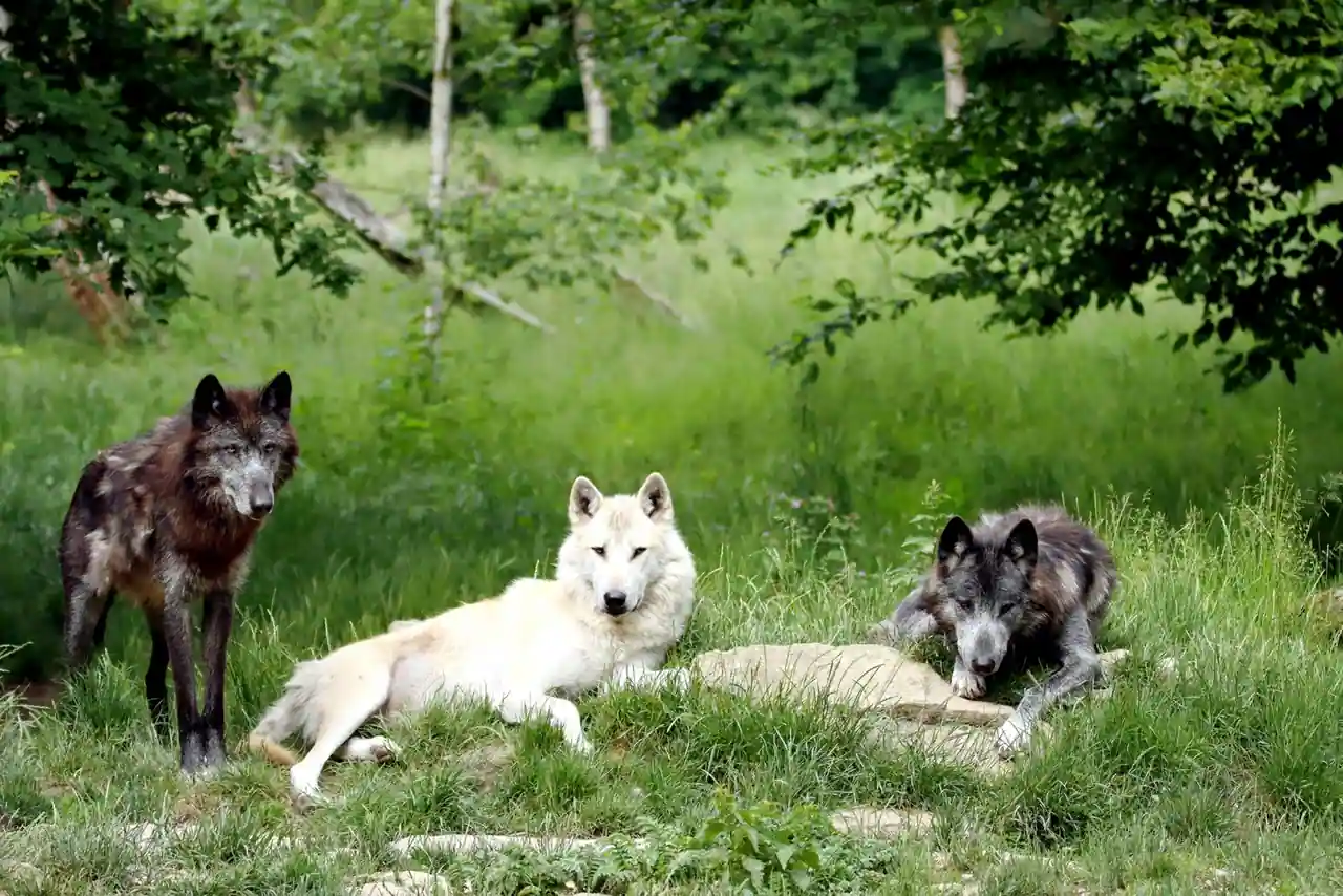 Deux loups d'une même meute qui communiquent par la posture et le regard